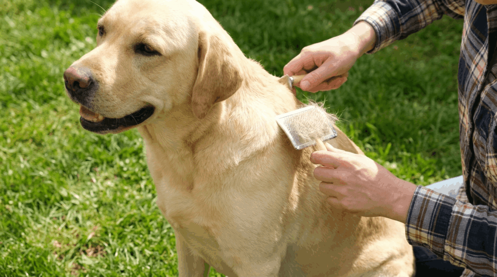 Natural eco-friendly grooming routine for labrador maintenance