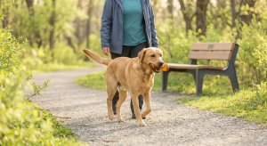 prevent Labrador weight gain — Strategies to Prevent Labrador Weight Gain: A Guide to Lifelong Health