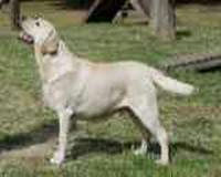 Yellow Labrador retriever standing on grass, illustrating a checklist about fall toxins for Labradors