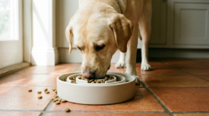 Yellow Labrador eating from a maze-pattern slow feeder bowl, illustrating a slow feeder bowl for a Labrador