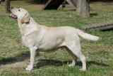 Yellow Labrador photograph for why Labradors are always hungry, CC BY-SA 3.0 via Wikimedia Commons